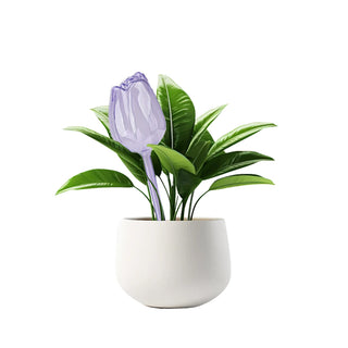 Sakerplus® Self Watering Globes For Plants